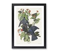 White Crowned Pigeons By John James Audubon Vintage Framed Wall Art Print, Ready to Hang Picture for Living Room Bedroom Home Office Décor, Black A2 (64 x 46 cm)