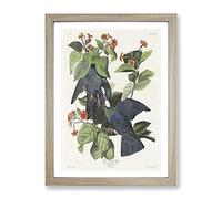 White Crowned Pigeons By John James Audubon Vintage Framed Wall Art Print, Ready to Hang Picture for Living Room Bedroom Home Office Décor, Oak A3 (34 x 46 cm)