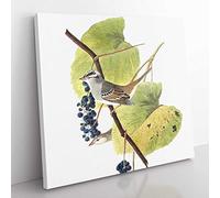 White crowned Sparrow Bird by John James Audubon Vintage Canvas Wall Art Print Ready to Hang, Framed Picture for Living Room Bedroom Home Office Décor, 50x50 cm (20x20 Inch)