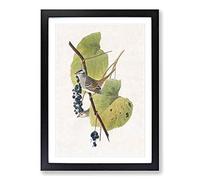 White-Crowned Sparrow by John James Audubon Framed Print | A2 Black Framed Wall Art | Ready to Hang | Modern Animal Picture | Living Room Bedroom Lounge Office