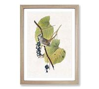 White-Crowned Sparrow by John James Audubon Framed Print | A2 Oak Framed Wall Art | Ready to Hang | Modern Animal Picture | Living Room Bedroom Lounge Office