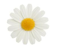 White Daisy Lapel Pin, Fabric Flower Boutonniere, Floral Spring Accessory for Suits