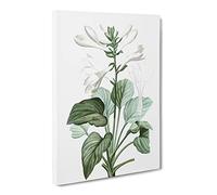 White Daylily Flowers By Pierre Joseph Redoute Canvas Print | Gallery Wrapped 30mm Frame Wall Art | 20x14 inches | Ready to Hang | Retro Floral Picture | Living Room Bedroom Lounge Office