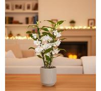 White Dendrobium 2 Stem Orchid Plant - Luxury Fresh Orchids By Luxe Leaf Plants Uk