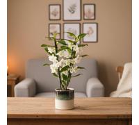 White Dendrobium Orchid Plant - Elegant 2 Stem With Pot - Luxe Leaf Plants Uk