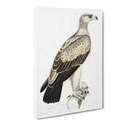 White Dotted Eagle By John Edward Gray Canvas Print | Gallery Wrapped 30mm Frame Wall Art | 24x16 inches | Ready to Hang | Retro Animals Picture | Living Room Bedroom Lounge Office