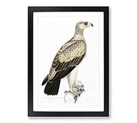 White Dotted Eagle by John Edward Gray Framed Print | A2 Black Framed Wall Art | Ready to Hang | Modern Animal Picture | Living Room Bedroom Lounge Office