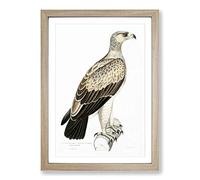 White Dotted Eagle by John Edward Gray Framed Print | A2 Oak Framed Wall Art | Ready to Hang | Modern Animal Picture | Living Room Bedroom Lounge Office