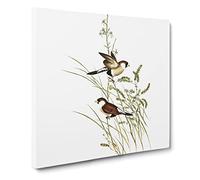 White eared Grass Finch Birds by Elizabeth Gould Canvas Print | Gallery Wrapped 30mm Frame Wall Art | 14x14 inches | Ready to Hang | Retro Bird Picture | Living Room Bedroom Lounge Office