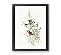White Eared Grass Finch Birds By Elizabeth Gould Vintage Framed Print | A2 Black Framed Wall Art | Ready to Hang | Classic Nature Picture | Living Room Bedroom Lounge Office