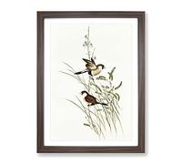 White Eared Grass Finch Birds By Elizabeth Gould Vintage Framed Print | A4 Walnut Framed Wall Art | Ready to Hang | Classic Nature Picture | Living Room Bedroom Lounge Office