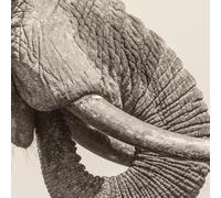 WHITE ELEPHANT - WORLD ELEPHANT DAY [VINYL]