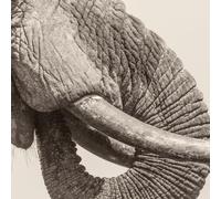 WHITE ELEPHANT - WORLD ELEPHANT DAY - Vinyl Record - N3z
