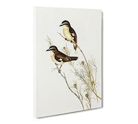 White Eyebrowed Robin Birds By Elizabeth Gould Canvas Print | Gallery Wrapped 30mm Frame Wall Art | 24x16 inches | Ready to Hang | Retro Bird Picture | Living Room Bedroom Lounge Office