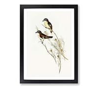 White-eyebrowed Robins by Elizabeth Gould Framed Print | A2 Black Framed Wall Art | Ready to Hang | Modern Animal Picture | Living Room Bedroom Lounge Office