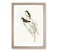 White-eyebrowed Robins by Elizabeth Gould Framed Print | A2 Oak Framed Wall Art | Ready to Hang | Modern Animal Picture | Living Room Bedroom Lounge Office