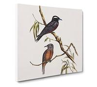 White eyebrowed Wood swallows Bird by Elizabeth Gould Canvas Print | Gallery Wrapped 30mm Frame Wall Art | 14x14 inches | Ready to Hang | Retro Animals Picture | Living Room Bedroom Lounge Office
