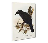 White Eyed Crow Birds By Elizabeth Gould Canvas Print | Gallery Wrapped 30mm Frame Wall Art | 30x20 inches | Ready to Hang | Retro Bird Picture | Living Room Bedroom Lounge Office