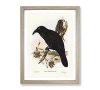 White Eyed Crow Birds By Elizabeth Gould Vintage Framed Print | A2 Oak Framed Wall Art | Ready to Hang | Classic Animal Picture | Living Room Bedroom Lounge Office