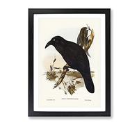 White Eyed Crow Birds By Elizabeth Gould Vintage Framed Wall Art Print, Ready to Hang Picture for Living Room Bedroom Home Office Décor, Black A4 (34 x 25 cm)