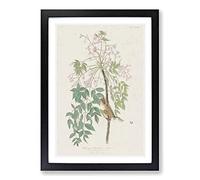 White-Eyed Flycatcher Bird by John James Audubon Framed Print | A2 Black Framed Wall Art | Ready to Hang | Modern Nature Picture | Living Room Bedroom Lounge Office