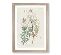 White-Eyed Flycatcher Bird by John James Audubon Framed Print | A2 Oak Framed Wall Art | Ready to Hang | Modern Nature Picture | Living Room Bedroom Lounge Office