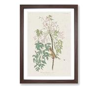 White-Eyed Flycatcher Bird by John James Audubon Framed Print | A2 Walnut Framed Wall Art | Ready to Hang | Modern Nature Picture | Living Room Bedroom Lounge Office