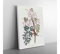 White Eyed Flycatcher Bird By John James Audubon Vintage Canvas Wall Art Print Ready to Hang, Framed Picture for Living Room Bedroom Home Office Décor, 76x50 cm (30x20 Inch)