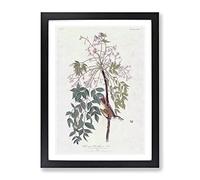 White Eyed Flycatcher Bird By John James Audubon Vintage Framed Wall Art Print, Ready to Hang Picture for Living Room Bedroom Home Office Décor, Black A4 (34 x 25 cm)