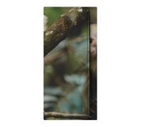White Faced Capuchin Monkeys Trifold Long Wallet for Men Women PU Leather Card Holder Purse Clutch