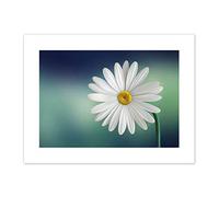 White Flower Petals Daisy Canvas Wall Art Print