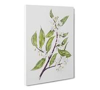 White Flowers By Sarah Featon Canvas Print | Gallery Wrapped 30mm Frame Wall Art | 20x14 inches | Ready to Hang | Retro Floral Picture | Living Room Bedroom Lounge Office