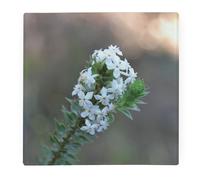 White Flowers Large Square Glass Worktop Protector - Floral Gift - Smooth Board Kitchen Chopping/Cutting Board Worktop Saver with Non-Slip Feet 30cm x 30cm (12" x 12")