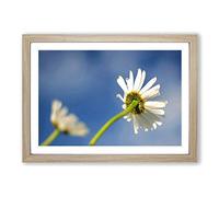White Flowers Reaching for The Sun Framed Print | A2 Oak Framed Wall Art | Ready to Hang | Modern Floral Picture | Living Room Bedroom Lounge Office