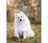 White fluffy puppy-500-Piece Wooden Puzzle Set: DIY Relaxing Puzzle Game, Brain Teasers (14 years+)
