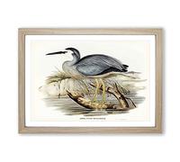 White-Fronted Herons by Elizabeth Gould Framed Print | A2 Oak Framed Wall Art | Ready to Hang | Modern Animal Picture | Living Room Bedroom Lounge Office