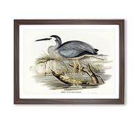 White Fronted Herons By Elizabeth Gould Vintage Framed Print | A4 Walnut Framed Wall Art | Ready to Hang | Classic Animal Picture | Living Room Bedroom Lounge Office
