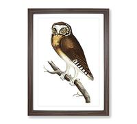 White Fronted Owl By George Shaw Vintage Framed Print | A4 Walnut Framed Wall Art | Ready to Hang | Classic Animal Picture | Living Room Bedroom Lounge Office