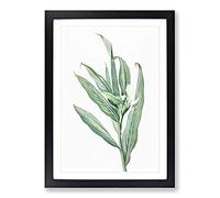 White Garland Lily Flower by Pierre-Joseph Redoute Framed Print | A2 Black Framed Wall Art | Ready to Hang | Modern Floral Picture | Living Room Bedroom Lounge Office