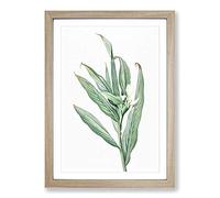 White Garland Lily Flower by Pierre-Joseph Redoute Framed Print | A2 Oak Framed Wall Art | Ready to Hang | Modern Floral Picture | Living Room Bedroom Lounge Office