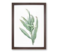 White Garland Lily Flower by Pierre-Joseph Redoute Framed Print | A2 Walnut Framed Wall Art | Ready to Hang | Modern Floral Picture | Living Room Bedroom Lounge Office