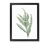 White Garland Lily Flower By Pierre Joseph Redoute Vintage Framed Print | A2 Black Framed Wall Art | Ready to Hang | Classic Floral Picture | Living Room Bedroom Lounge Office