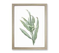 White Garland Lily Flower By Pierre Joseph Redoute Vintage Framed Print | A2 Oak Framed Wall Art | Ready to Hang | Classic Floral Picture | Living Room Bedroom Lounge Office