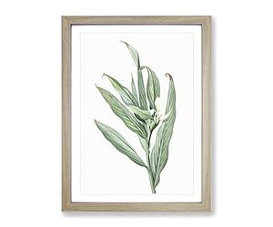 White Garland Lily Flower By Pierre Joseph Redoute Vintage Framed Print | A2 Oak Framed Wall Art | Ready to Hang | Classic Floral Picture | Living Room Bedroom Lounge Office