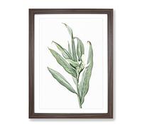 White Garland Lily Flower By Pierre Joseph Redoute Vintage Framed Print | A2 Walnut Framed Wall Art | Ready to Hang | Classic Floral Picture | Living Room Bedroom Lounge Office
