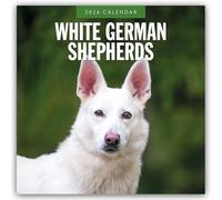 White German Shepherds 2026 Square Wall Calendar