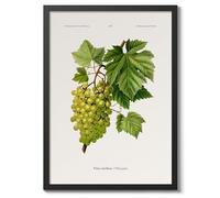 White Grapes A, J, Wendel Poster, Vintage Botanical Prints, Encyclopedia Retro Fruit Illustration Wall Art Plants, Kitchen Home Decor, A5 (Black Frame) - 24.1x17.9cm