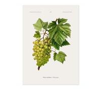 White Grapes A, J, Wendel Poster, Vintage Botanical Prints, Encyclopedia Retro Fruit Illustration Wall Art Plants, Kitchen Home Decor, A4 (Print Only) - 29.7x21cm