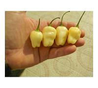 White Habanero Chilli Seeds - 10 Fresh Seeds