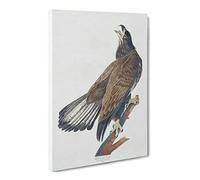 White Headed Eagle By John James Audubon Canvas Print | Gallery Wrapped 30mm Frame Wall Art | 30x20 inches | Ready to Hang | Retro Animals Picture | Living Room Bedroom Lounge Office